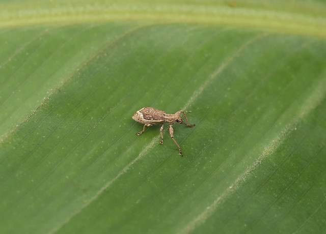 Broad-nosed Weevil —- Pandeleteius sp