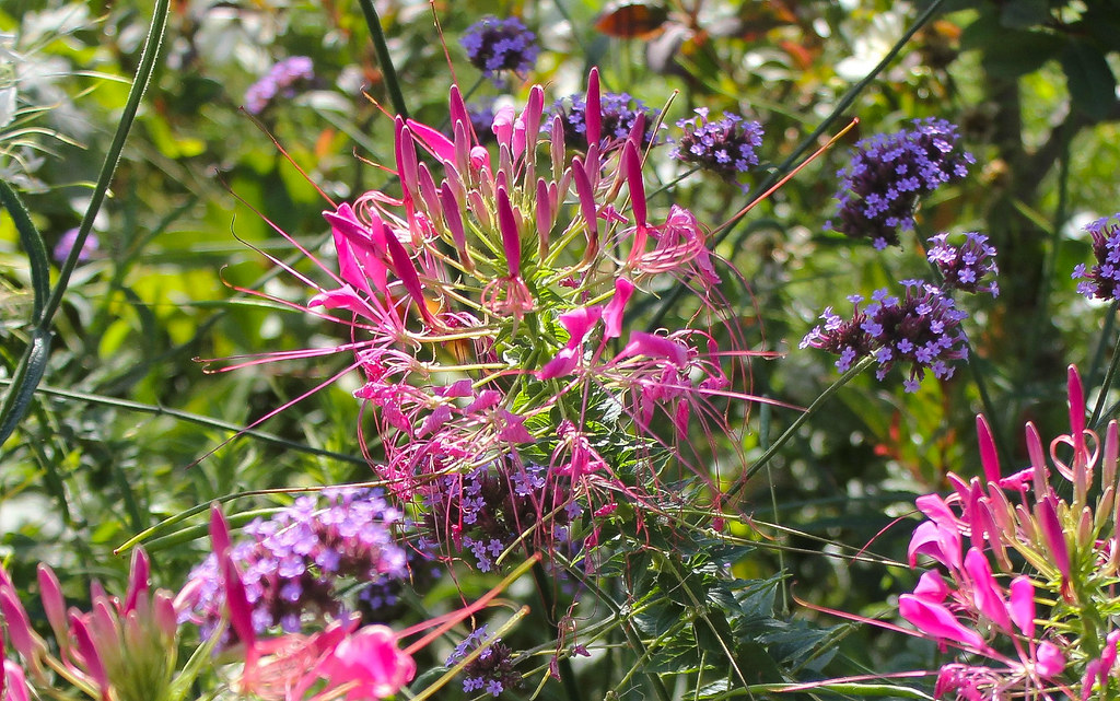 Russia, Moscow, the Flowers (Cleome Hassleriana, Cleomaseae) & Argentinian Vervain or Purpletop (Verbena Bonariensis, Verbenaceae) in the Central Park of Culture and Leisure 
