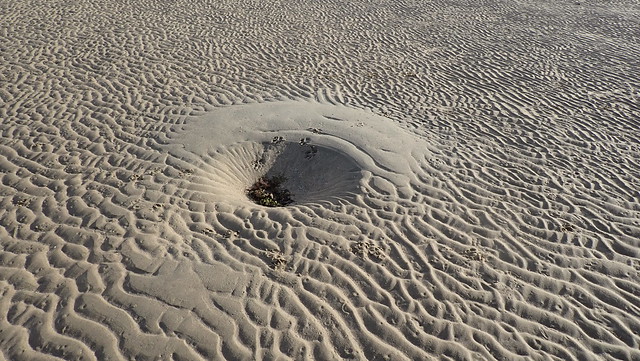 'Craters' on sand bar created by hunting stingrays?