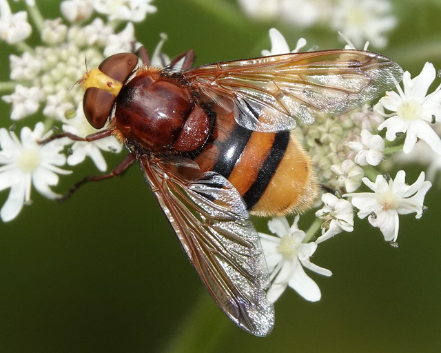 Volucella zonaria (female)