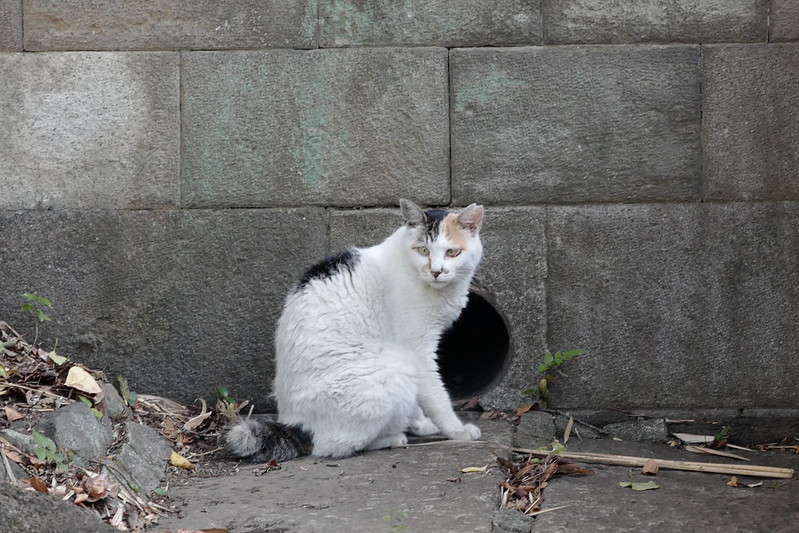 01Leica CL+SIGMA 90mm f2 8 DG DN池袋三丁目法明寺の猫だまり 白三毛