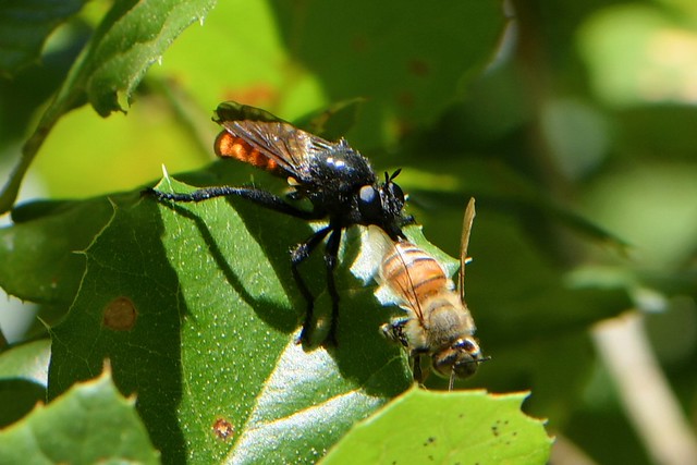 Bee-like Robber Fly with prey