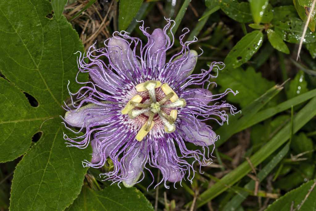 Passiflora incarnata, Cane Creek Park, Putnam County, Tennessee