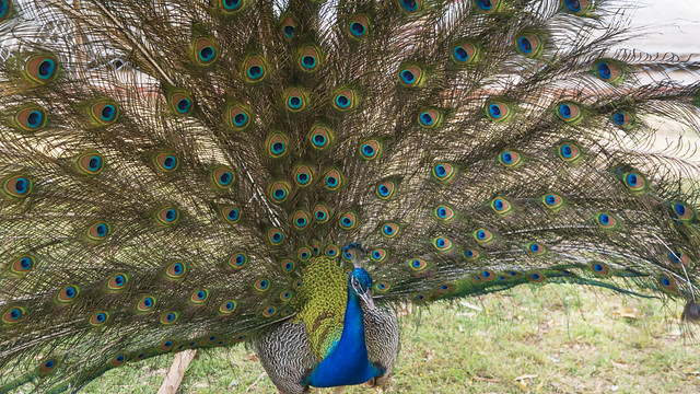 A peacock at Egypt's Spring Flowers Fair 2023