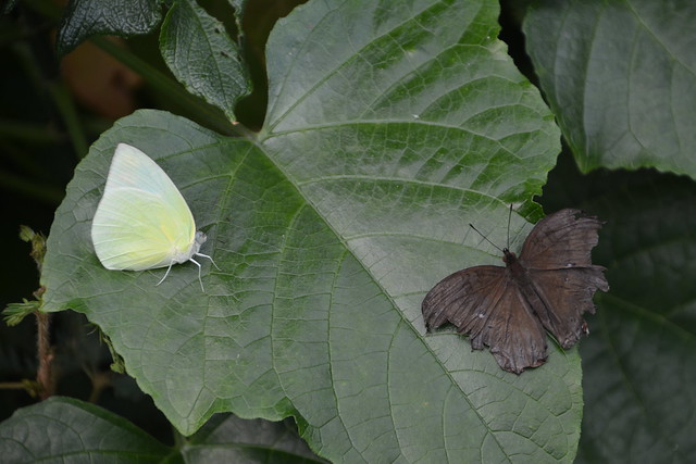 witgele en bruine vlinder op blad