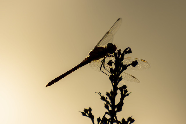 Common Darter Dragonfly (?)