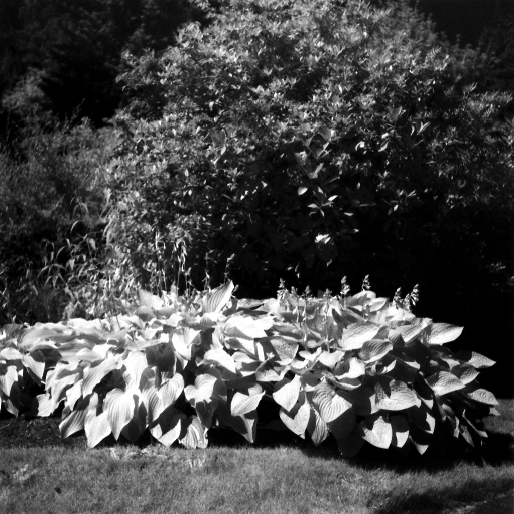 Hosta and Rhododendron