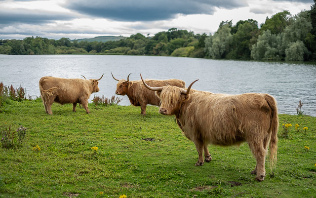 Highland Cows at Balgavies Loch