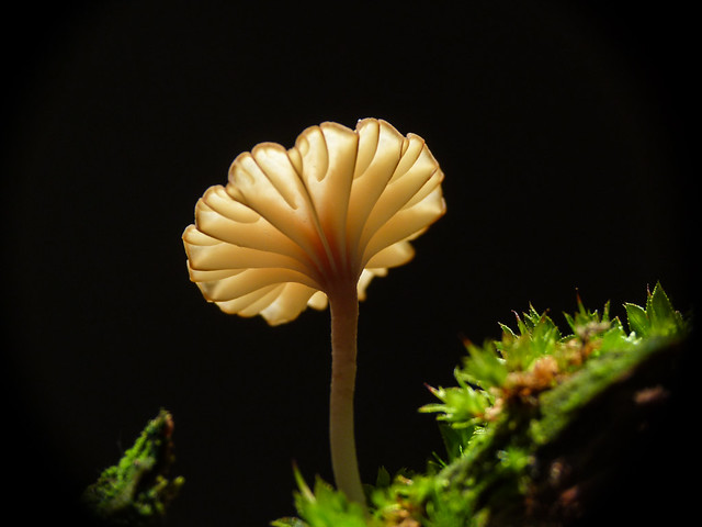 Fungus beauty - Lichenomphalia umbellifera
