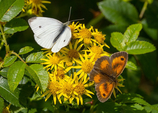 Small White and Gatekeeper Butterflies