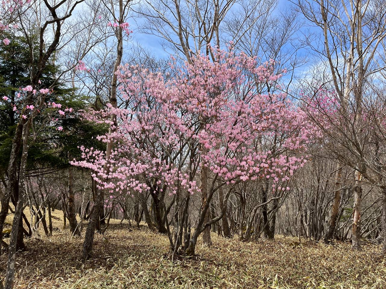 袈裟丸山 アカヤシオ咲く春の登山