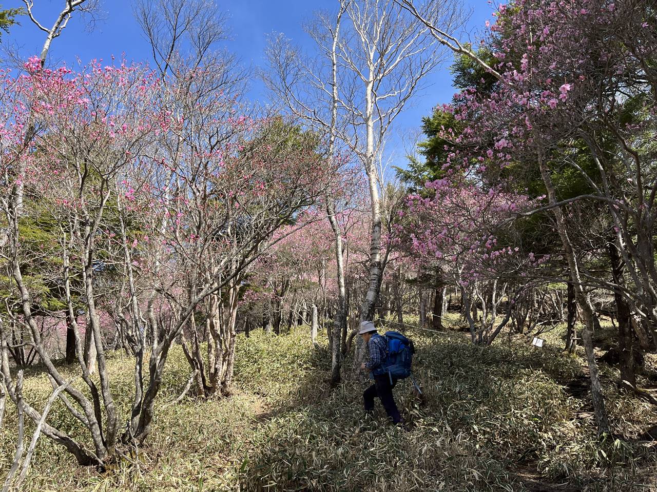 袈裟丸山 アカヤシオ咲く春の登山