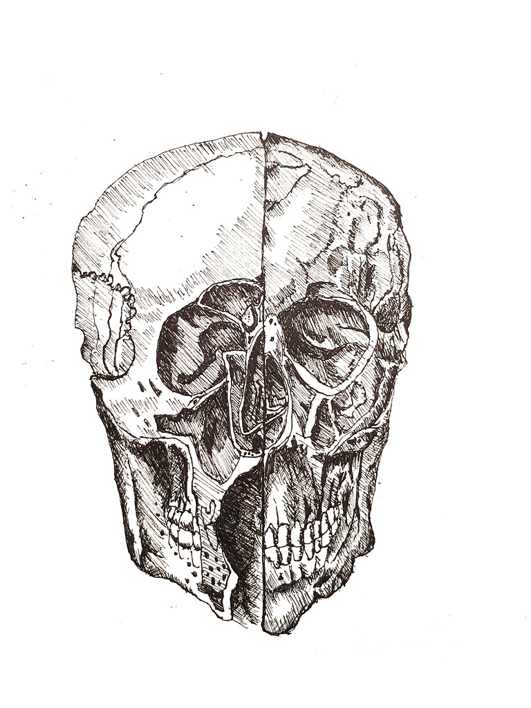 達文西頭骨 Da Vinci's Skull study - 頭骨素描 Artline Pen ...