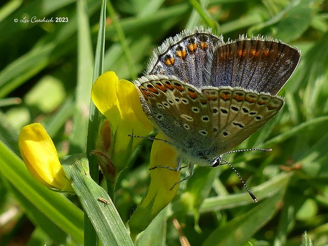 Common blue - female