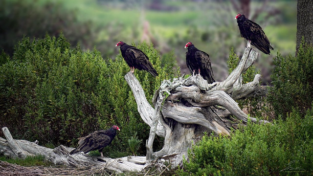 Vultures find a Gnarly Tree