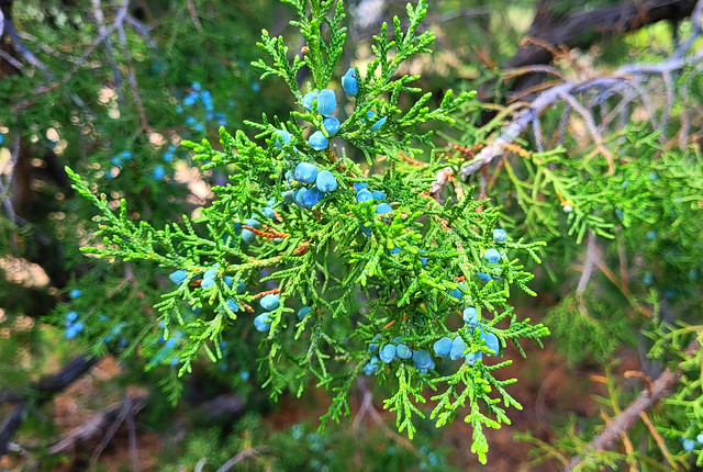 Utah Juniper and Berries                 (Juniperus osteosperma)
