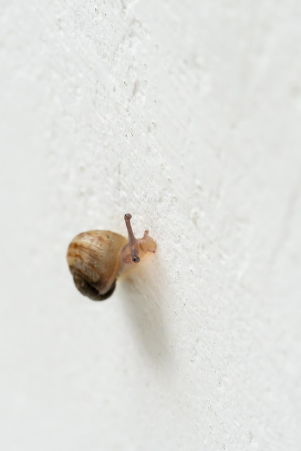 365 - Image 217 - Tiny snail...