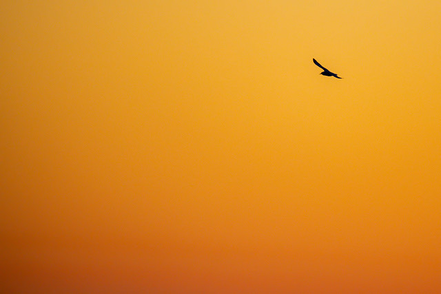 Bird silhouette in the orange sunrise sky - backgrounds