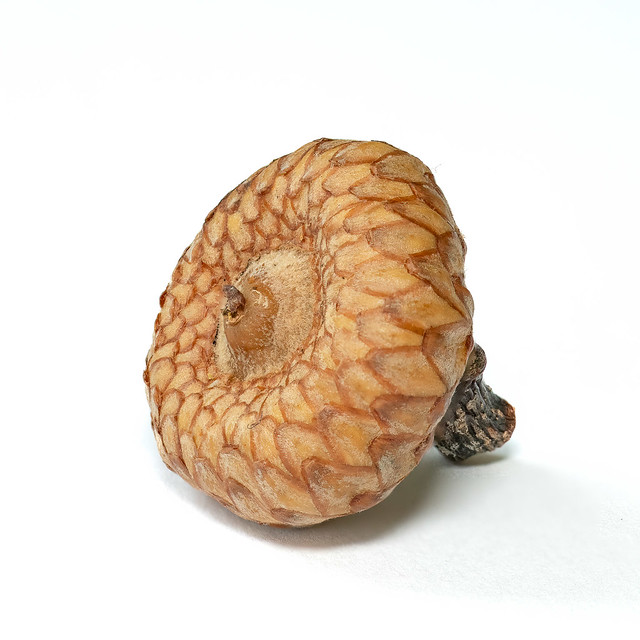 acorn cupule
