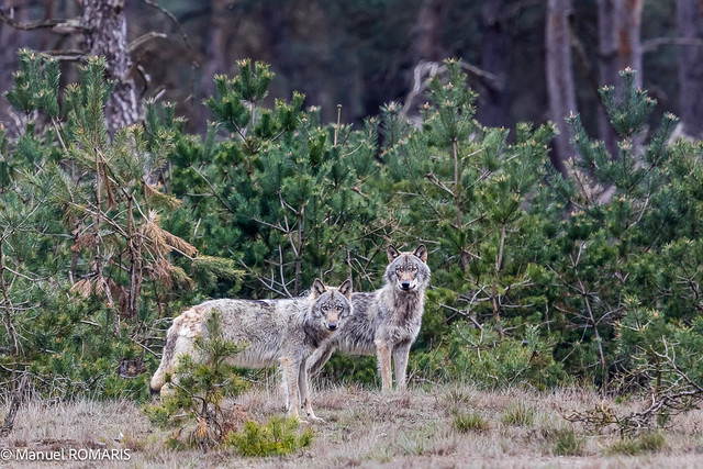 Wolf, De Hoge Veluwe National Park, Netherlands