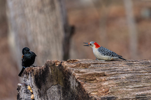 Red-Winged Blackbird and Red-Breasted Woodpecker #1 - 2022-04-17