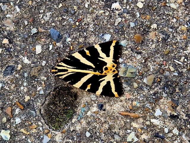 Jersey Tiger Moth, Barnet, North London