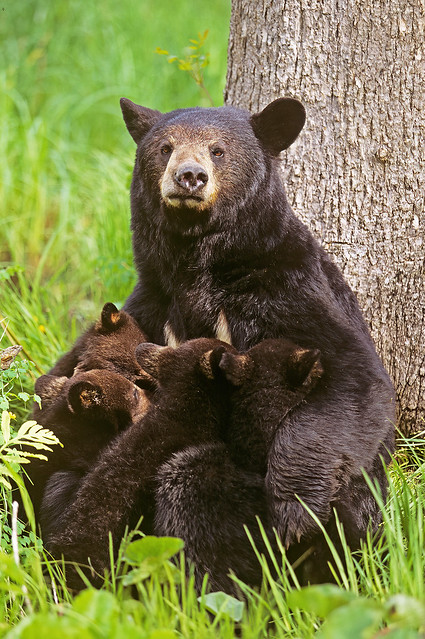 Black Bear Mom Nursing Her Four Cubs