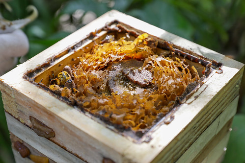 Criação de abelhas sem ferrão é alternativa para geração de renda
