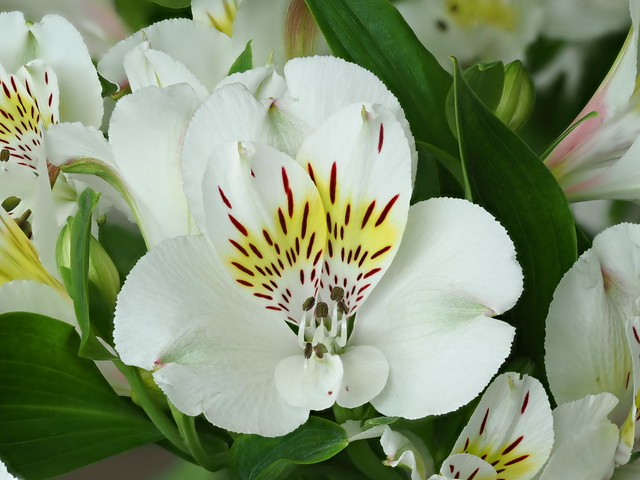 Alstroemeria, mi favorita ;-)