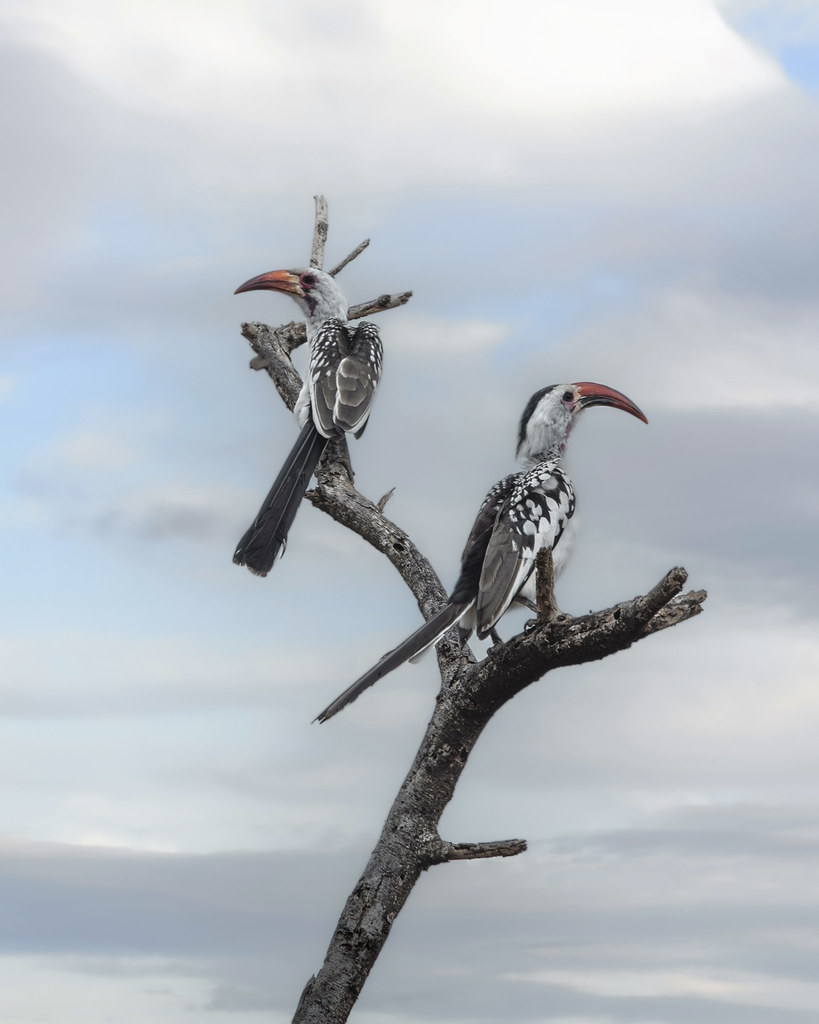 Hornbills, Uganda