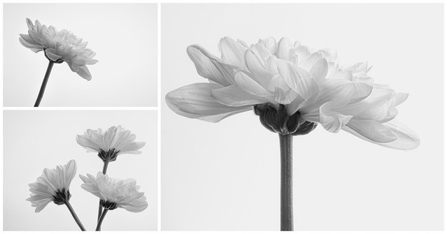 Chrysanthemum Collage