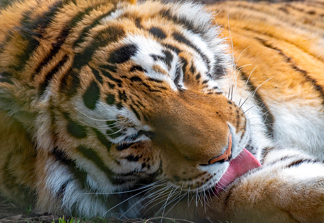 Amur Tiger wash..