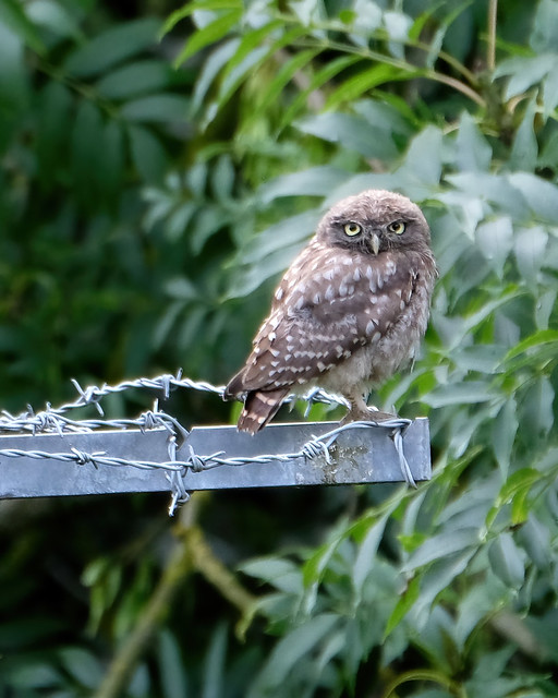 Barbed owl