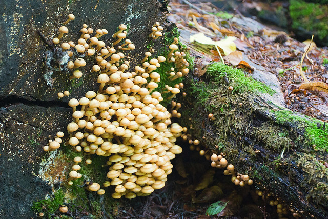 Fungi near the Birks of Aberfeldy, Aberfeldy, Scotland