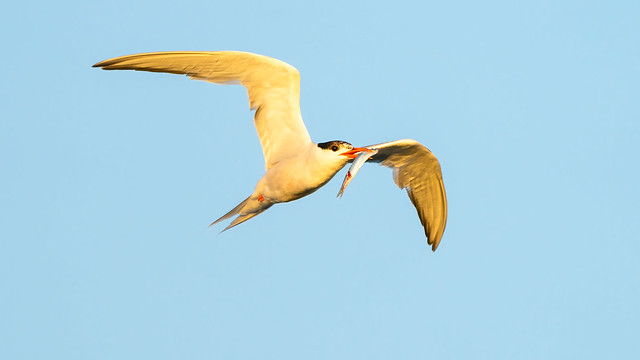 Common Tern with Catch