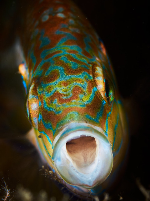 Ocellated wrasse (Symphodus ocellatus), male fish on a black background
