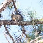 Eastern Grey Squirrels During Visit to Lake Kissimmee State Park (Lake Wales, Florida) - Friday July 7th, 2023 I drove down to Lake Wales and Lake Kissimmee State Park in search for a variety of squirrel I had never seen before.  Sadly, spotting one of these little ones did not happen, but it was a great visit nonetheless.  And there were a bunch of eastern grey squirrels, so that was fairly cool.  The park is about 80 minutes south of Orlando and (as the name suggests) sits adjacent to Lake Kissimmee.  I visited on the morning of Friday July 7th, 2023 during my visit to Florida.  