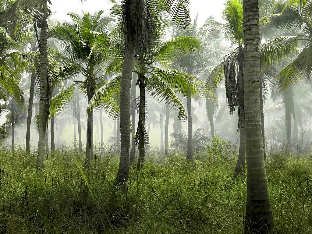棕櫚油產業曾是馬來西亞森林消失的重要原因之一。圖片來源： Hans Eiskonen／Pixabay