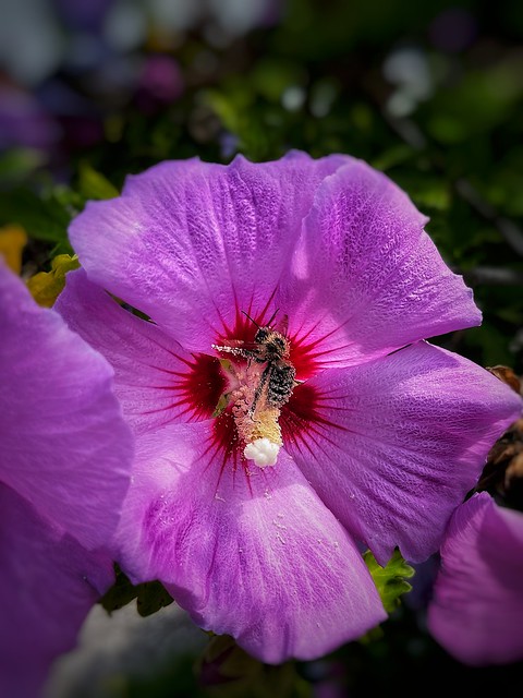 Toronto - Ontario - Canada - Hollyhock Flower - With Bee and Pollen