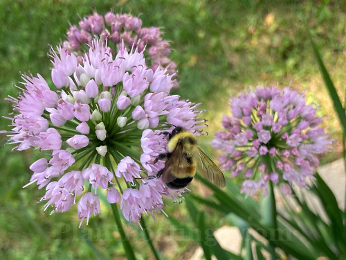 RP on Alliums 2