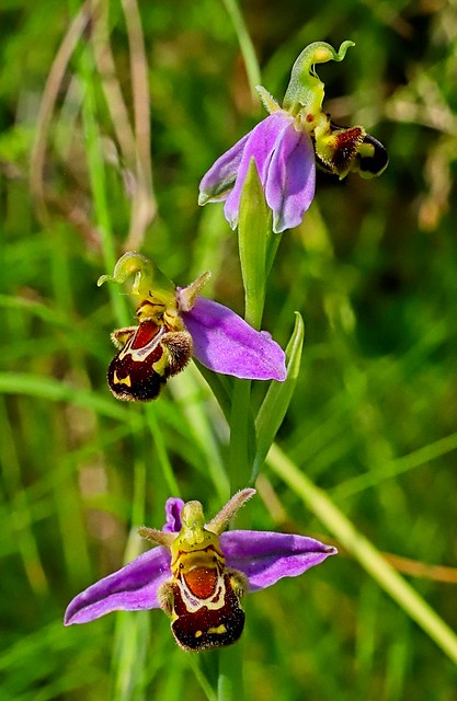 Belgium_Laeken_roadside_Ophrys apifera 1
