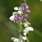 Prairie Tick-trefoil Prairie Tick-trefoil (&lt;i&gt;Desmodium illinoense&lt;/i&gt;) and Flowering Spurge (&lt;i&gt;Euphorbia corollata&lt;/i&gt;), Spring Green Preserve, Wisconsin