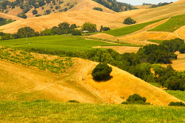 Rolling Hills in Wine Country