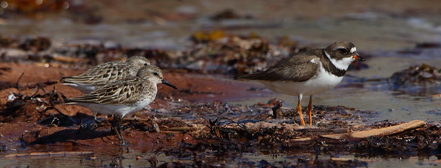 Semi-Palmated Sandpipers and Semi-Palmated Plover