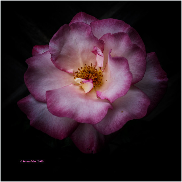 IMG_7267r1v Pink and white rose