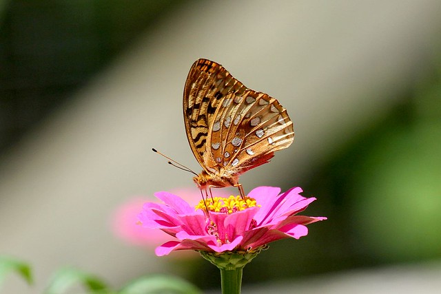 Fritillary Butterfly 2308063141w