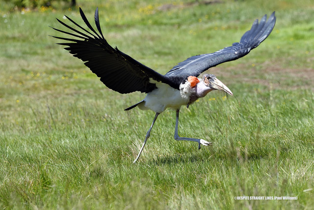 Marabou stork (Leptoptilos crumenifer) coming in to land  -  (Published by GETTY IMAGES)