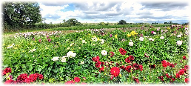 FIELD OF COLOUR
