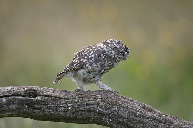 Little owl Scientific name: Athene noctua