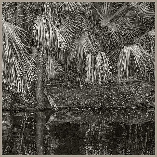 St Johns River #4 2023; Palms Along the Bank